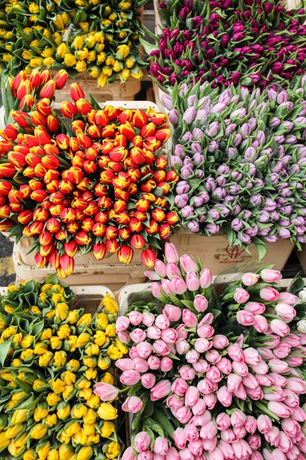 A vibrant display of freshly cut flowers arranged in individual bunches, including yellow and red tulips, purple and lavender hyacinths, and pink tulips, all with lush green stems and leaves. The flow