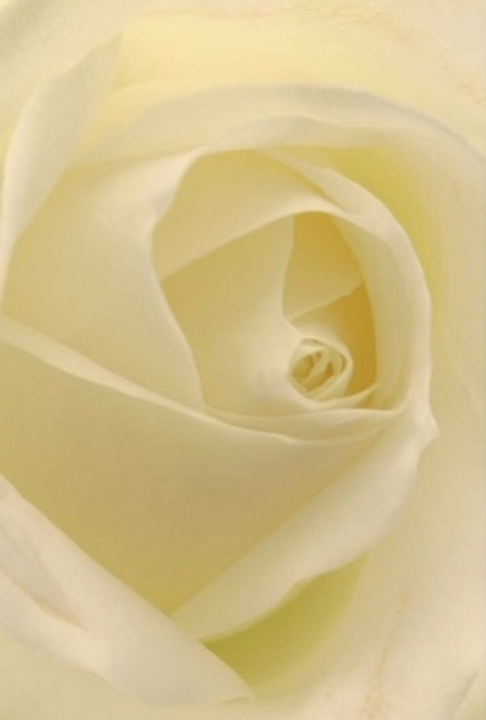 Seen close up, this classic white rose-thoughtfully arranged in the heart of Deptford-feels like a meditation on purity and resilience. The petals, seamless and elegant, blend shades of soft white and gentle cream, each one catching the quiet light as if illuminated from within. The spiraled centre is near flawless, suggesting an inner strength that echoes through Deptford's historic streets and riverside paths. Every curl and contour is rendered in exquisite detail, matte on the outermost edges and subtly lustrous near the heart. As a local florist, I see in this rose a universal language-offering solace for apologies, romance for weddings, or a dignified tribute shared at remembrance gatherings across Deptford Bridge. The interplay of shaded folds and highlighted tips imparts depth, while a barely-there, clean fragrance floats through the scene, wrapping the bloom in an aura of serenity. Just as Deptford's community is known for quiet strength and artistry, this rose radiates a gentle, enduring beauty that connects to every heartfelt occasion.